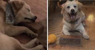 Mom Shares Adorable Photos Of Rescue Dog Whose 'Best Friend' Is A Brick