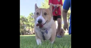 Owners Intended To Euthanize 10-Year-Old Corgi To Make Space For New Puppy