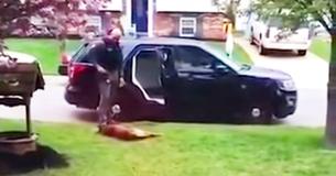 K9 Officer Refuses To Get In The Car For Work Until He Receives A Belly Rub