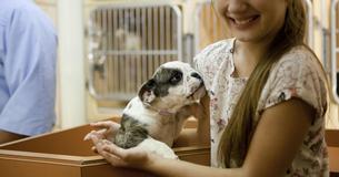 Dogs And Cats Can Rejoice, Michigan Is Now A No-Kill State For Shelter Animals