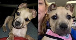 Meet Cinnamon, The Puppy With Cute 'Cinnamon Roll' Ears