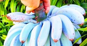 La banane Blue Java : Le fruit qui a une saveur qui rappelle la crème glacée à la vanille