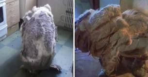 Après avoir été trouvé seul dans une cuisine, ce chien se transforme en un animal totalement différent avec plus de 4 sacs de fourrure en moins sur sa peau