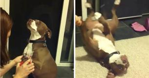 Un Pitbull fait semblant de s'évanouir pour éviter de se faire couper les griffes