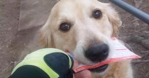 Le facteur improvise une lettre pour que le chien la ramasse et la rapporte à ses propriétaires même si il n'y avait pas de courrier à livrer