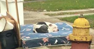 Un chien a attendu que sa famille revienne vers lui après qu'ils l'aient laissé seul avec un matelas