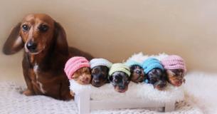 Proud Dachshund Takes Adorable Maternity Pictures With Her Six Puppies