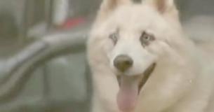 Un chien déprimé s'échappe de la maison pour rendre visite à son propriétaire hospitalisé