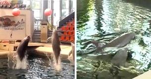 Un bébé dauphin de neuf jours décède "après avoir été surmené dans un spectacle pour des touristes" dans un parc aquatique