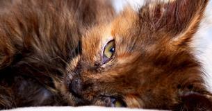 Un chaton malade est adopté par une fille et après un an, ils ont presque le même poids.