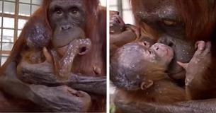 Enfin, la mère orang-outang est réunie avec son bébé qui lui avait été enlevé
