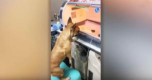 Une mère chien veille sur ses chiots nouveau-nés prématurés