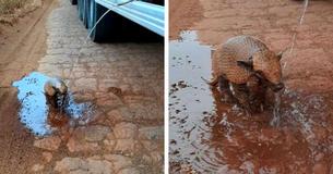 Thirsty-Looking Armadillo Gets His Fill After Man Stops To Pour Him A Drink