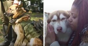 Air Force Officials Are Looking For People To Adopt Retired Military Dogs