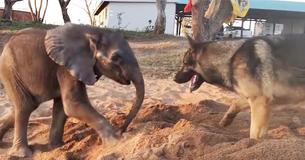 Sick Baby Elephant Cast Out By His Herd Gives Up On Life, But Then He Meets A Dog