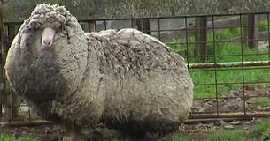 Shaun le mouton a voyagé à travers la nature sauvage et a réussi à se cacher pendant six ans