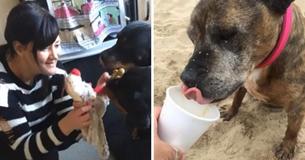 Woman Starts Hospice For Terminal Dogs To Ensure Their Last Days Are Happy