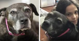 Family From Baltimore Adopts Senior Dog In Maryland Shelter In Order To Give Her The Best Last Days
