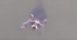 Sailors Heard Little Raccoon’s Cries And Took Him Into Shore