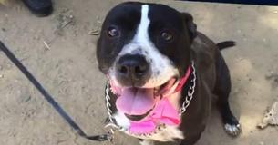Pup Patiently Waits At A Shelter For 2,531 Days Hoping For Somebody To Adopt Her
