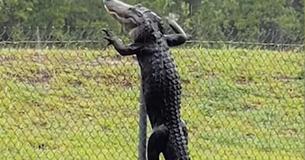Alligator In Florida Spotted Climbing Fence