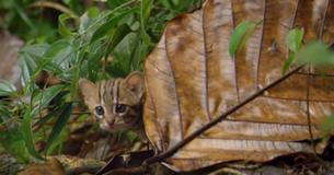 Footage Of The World’s Smallest Cat Has Been Taken In Sri Lanka