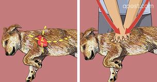 Pet Owners Can Learn At-Home CPR To Save A Dog's Life