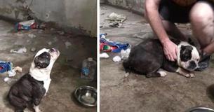 Droevige kreten van eenzame hond leiden redders tot de deur van een afgesloten kelder