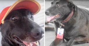 Couple Opens A Gas Station And "Hires" Rescue Dog, Gives Him A Home