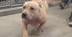Rescued Pit Bull Giddily Bolts Out Of Shelter With New Family