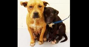 Deux pit-bulls effrayés se sont blottis l'un contre l'autre au refuge sur la voie d'un avenir meilleur