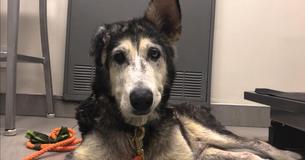 Dog Hospice Program Gives Terminally Ill Shelter Dogs Loving Homes During Their Final Days