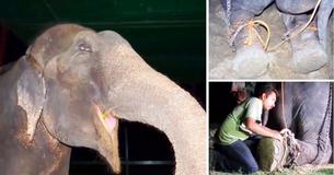 Un éléphant a passé cinquante ans de sa vie enchaîné avant d'être enfin libéré