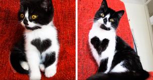 Zoë Le chat est née avec des marques de coeur sur sa poitrine