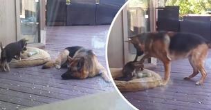 Misbehaving German Shepard Puppy Doesn't Want To Take A Nap So Mama Dog Steps In