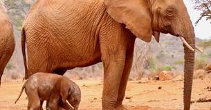 Wild Elephant Returns To her Rescuers With Her Newborn In Tow