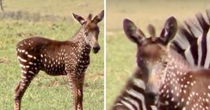 A Zebra Foal With Rare Polka-Dot Markings Was Seen In Kenya