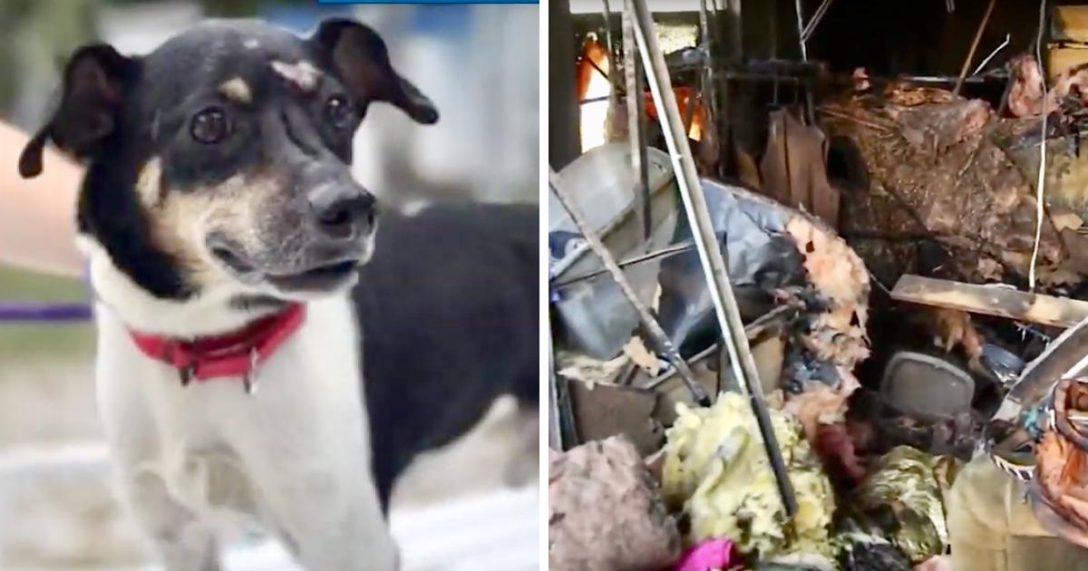 Hero Dog Saves Family Before Perishing in Fire