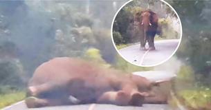 Wild Elephant Blocked Traffic By Having A Snooze In The Middle Of The Road