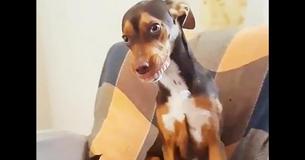 Stoute hond steelt oma's kunstgebit en kan niet stoppen met 'glimlachen'..