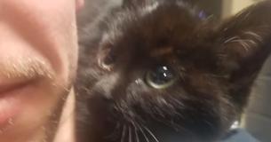 Cop Rescues Kitten In The Snow And She Insists He Take Her Home