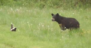 A Young Bear Investigates The First Skunk He Has Seemingly Met