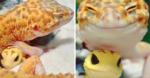 A Delighted Gecko Likes To Smile With Its Toy Gecko