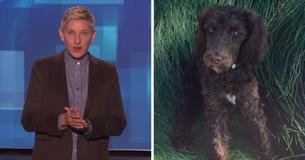 Ellen DeGeneres Adopts A New Rescue Puppy To Her Family And Names Her Mrs. Wallis Browning