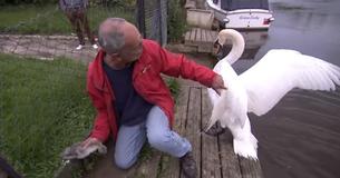 Wildlife Conservationist Risks Being Injured By An Angry Swan But Refuses To Ignore A Cygnet In Trouble