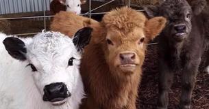 Il est maintenant possible d'avoir une vache miniature comme animal de compagnie