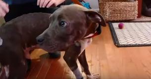Dog Is Rescued From Streets After Owner Left Him Just Around The Corner From Animal Shelter