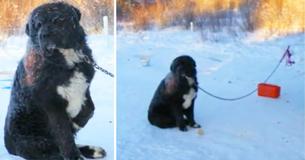 Hond was 4 jaar vastgeketend in de vrieskou voordat dierenwelzijn hem vonden