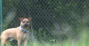 Un refuge refuse d'abandonner un animal qui est leur résident le plus ancien