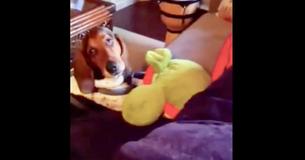 Dog Puts 'Tough Guy' Act On When Human Catches Him Cuddling Stuffed Animal